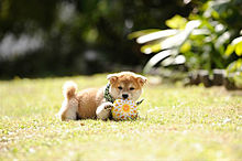 可愛い 子犬 柴犬の画像9点 完全無料画像検索のプリ画像 Bygmo