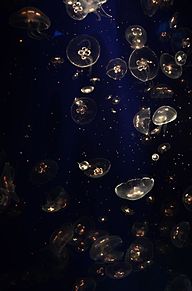 海月の画像(クラゲ/海月/Jellyfishに関連した画像)