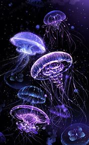 海月の画像(クラゲ/海月/Jellyfishに関連した画像)