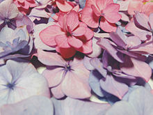 紫陽花 プリ画像