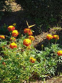 にゃーにゃー団公園の花壇 プリ画像
