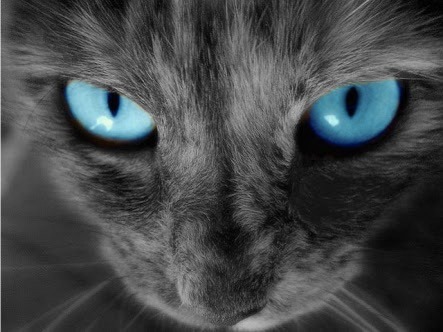猫の目の画像(プリ画像)