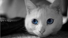 猫の目 プリ画像