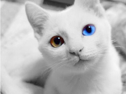 猫の目の画像(プリ画像)