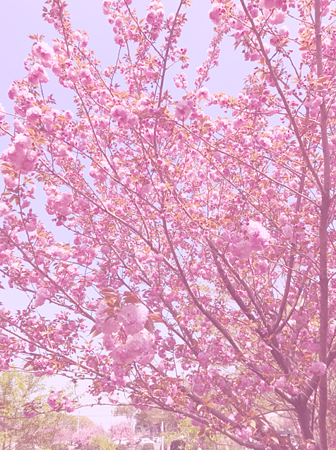 春の花の画像(プリ画像)