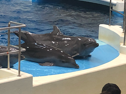 鹿児島水族館のイルカの画像 プリ画像