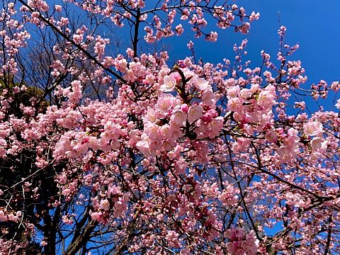 cherry blossoms ❁.*･ﾟの画像 プリ画像