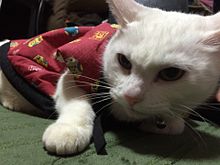 ピンキー！の猫‘’ちーちゃん‘’の画像(ちーちゃんに関連した画像)