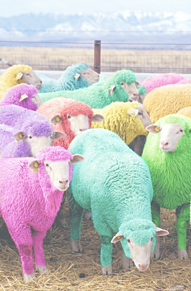 レインボー 羊 オシャレの画像(レインボーに関連した画像)