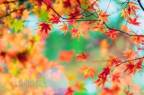 coming fall...の画像(プリ画像)