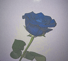青いバラ🥀の画像(青いバラに関連した画像)