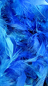羽根 シリーズ 青 青色 原画の画像(羽根に関連した画像)