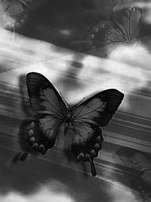 モノクロ 蝶の画像118点 完全無料画像検索のプリ画像 Bygmo