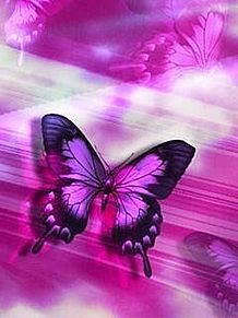 ピンク色 ピンク 蝶 シリーズの画像(ピンク色に関連した画像)