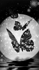 蝶々の画像(白色に関連した画像)
