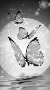 蝶々の画像(白色に関連した画像)