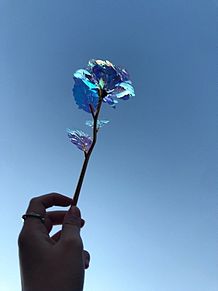 花⸜🌷︎⸝‍ プリ画像