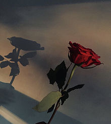 赤 薔薇の画像1031点 完全無料画像検索のプリ画像 Bygmo