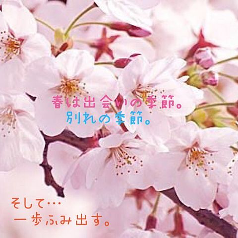 ポエム桜の画像(プリ画像)