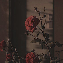 オシャレ 人 薔薇の画像38点 完全無料画像検索のプリ画像 Bygmo