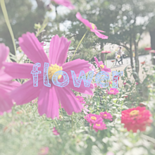 コスモス 可愛い 花の画像55点 完全無料画像検索のプリ画像 Bygmo