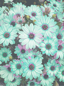 おしゃれ みどり 花の画像3点 完全無料画像検索のプリ画像 Bygmo