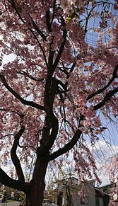 福島の桜の画像(福島に関連した画像)