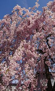 福島の桜の画像(福島に関連した画像)