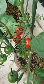 プチトマト 菜園の画像(プチに関連した画像)