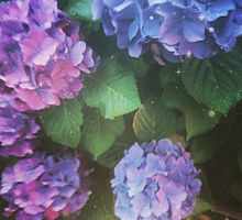 紫陽花 綺麗 雨の画像27点 完全無料画像検索のプリ画像 Bygmo