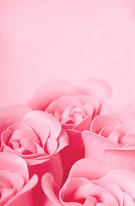 ピンク ローズ 壁紙 花の画像点 2ページ目 完全無料画像検索のプリ画像 Bygmo