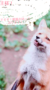鳴狐 狐 ロック画面の画像(鳴狐に関連した画像)