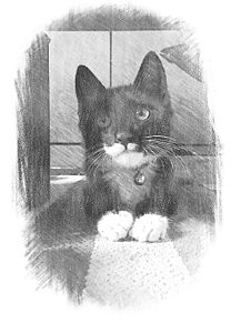 猫 サーフィンの画像3点｜完全無料画像検索のプリ画像 byGMO