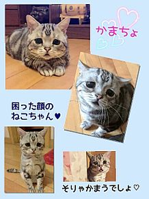 困り顔 猫の画像15点 完全無料画像検索のプリ画像 Bygmo