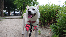 愛犬と散歩の画像(犬とに関連した画像)