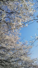 桜の画像(背景画   かわいいに関連した画像)