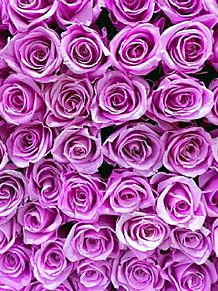 紫薔薇 -誇り＿気品＿尊敬-の画像(紫薔薇に関連した画像)
