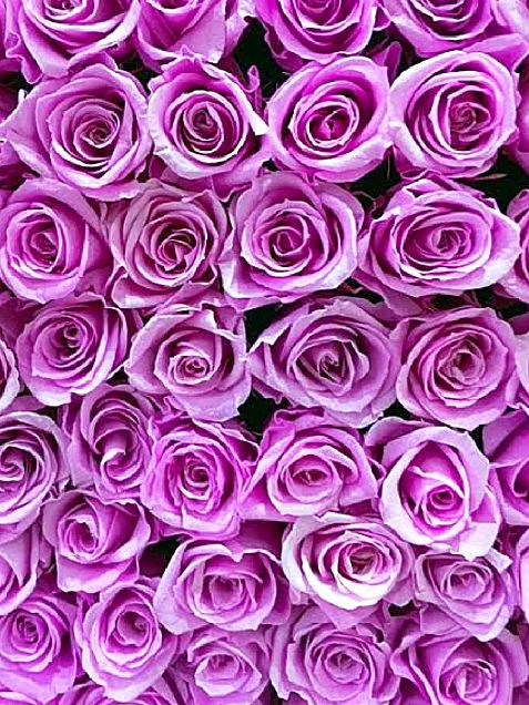 紫薔薇 -誇り＿気品＿尊敬-