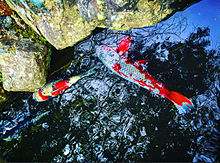 壁紙 鯉の画像11点 完全無料画像検索のプリ画像 Bygmo