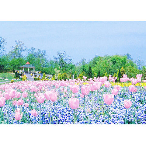 最高花畑 壁紙 ピンク 美しい花の画像