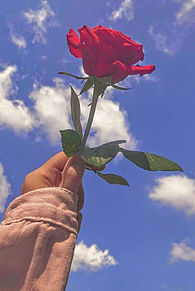 おしゃれ 薔薇の画像1640点 完全無料画像検索のプリ画像 Bygmo