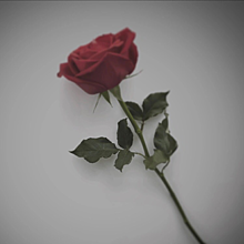 おしゃれ 薔薇の画像1640点 完全無料画像検索のプリ画像 Bygmo