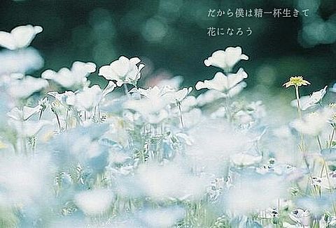 ORANGE RANGE 花の画像(プリ画像)