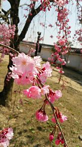姫路城の桜の画像(姫路城 桜に関連した画像)