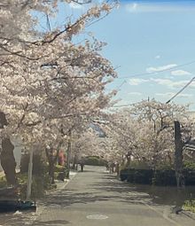 桜並木と空 プリ画像