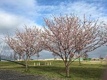 桜の季節 プリ画像