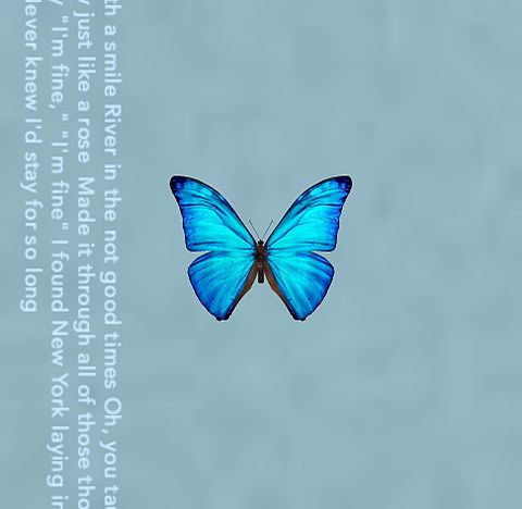 蝶の画像(プリ画像)