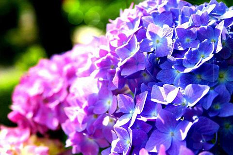 紫陽花の画像(プリ画像)