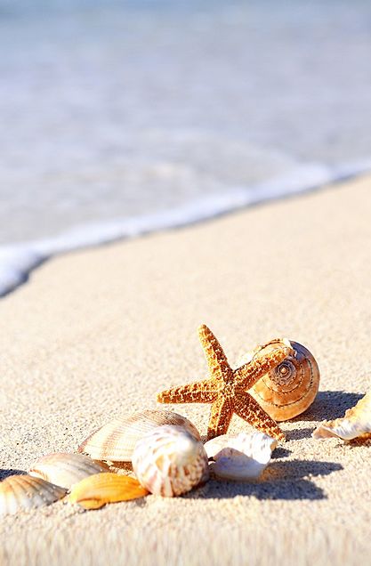 砂浜と貝殻の画像 プリ画像