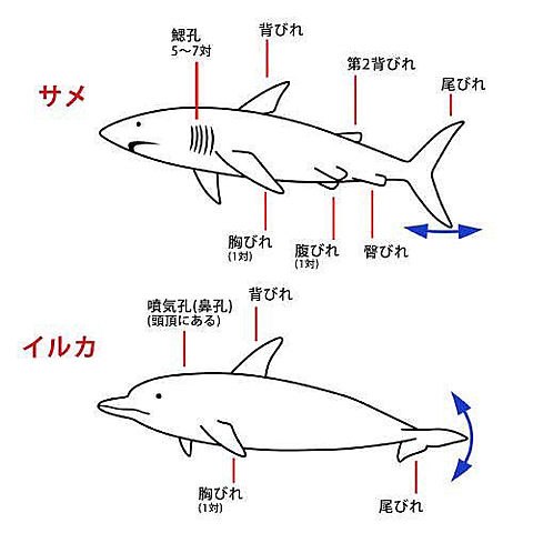 サメとイルカの違いの画像(プリ画像)